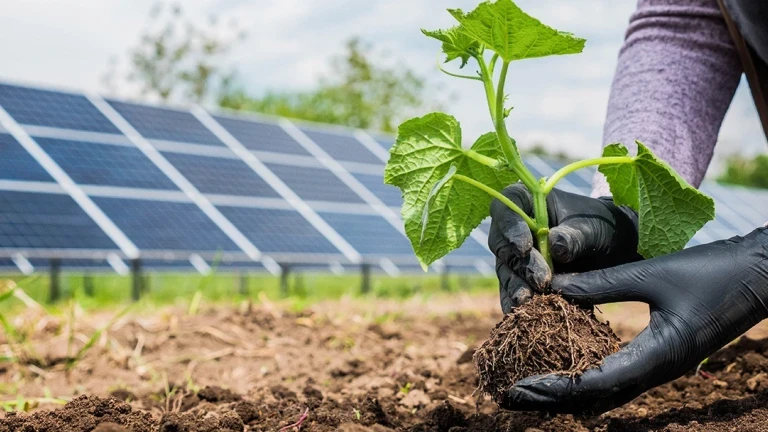 Energia solar no agronegócio: solução sustentável para reduzir custos