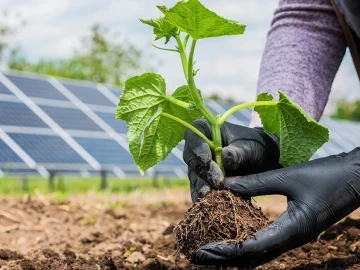 Energia solar no agronegócio: solução sustentável para reduzir custos